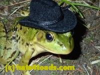 /home//u458753944/public_html/sourcegallery/////////////////////Frogs/More bullfrogs/P8170152.JPG